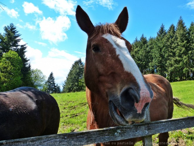 Photo de Races diffrentes