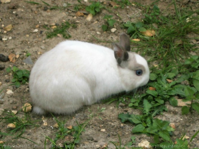 Photo de Lapin