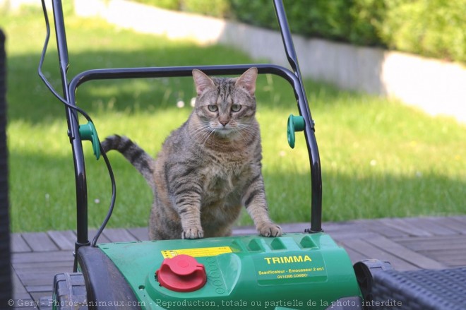 Photo de Chat domestique