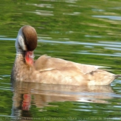 Photo de Canard nette rousse