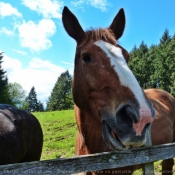 Photo de Races diffrentes