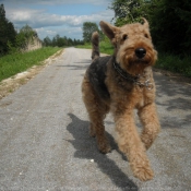 Photo d'Airedale terrier