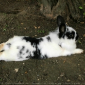 Photo de Lapin