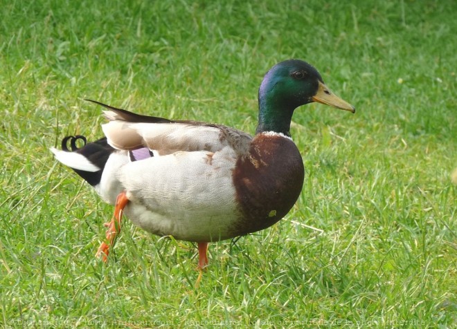 Photo de Canard colvert