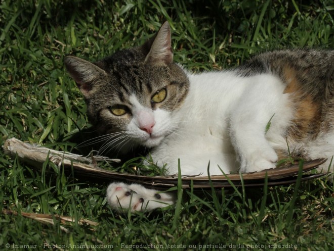 Photo de Chat domestique