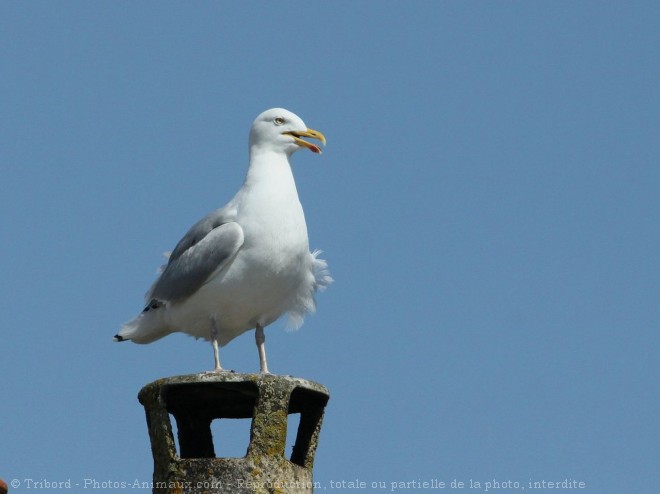 Photo de Goeland