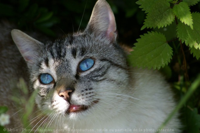 Photo de Chat domestique