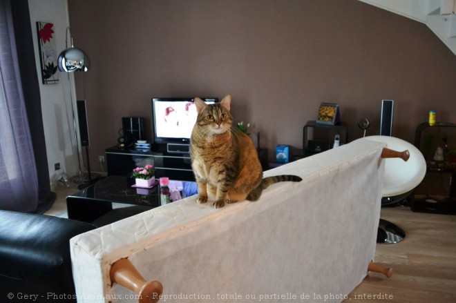 Photo de Chat domestique