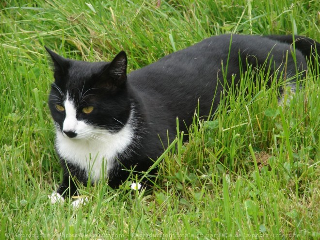 Photo de Chat domestique