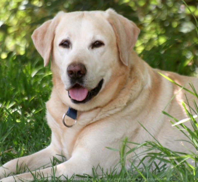 Photo de Labrador retriever