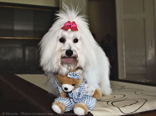 Photo de Coton de tulear