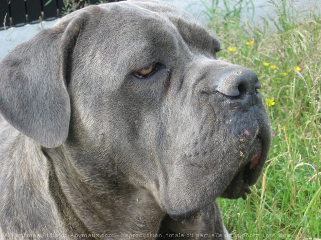 Photo de Chien de cour italien