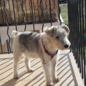 Photo de Fox terrier  poil dur