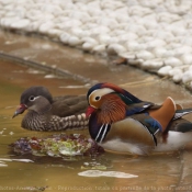 Photo de Canard mandarin