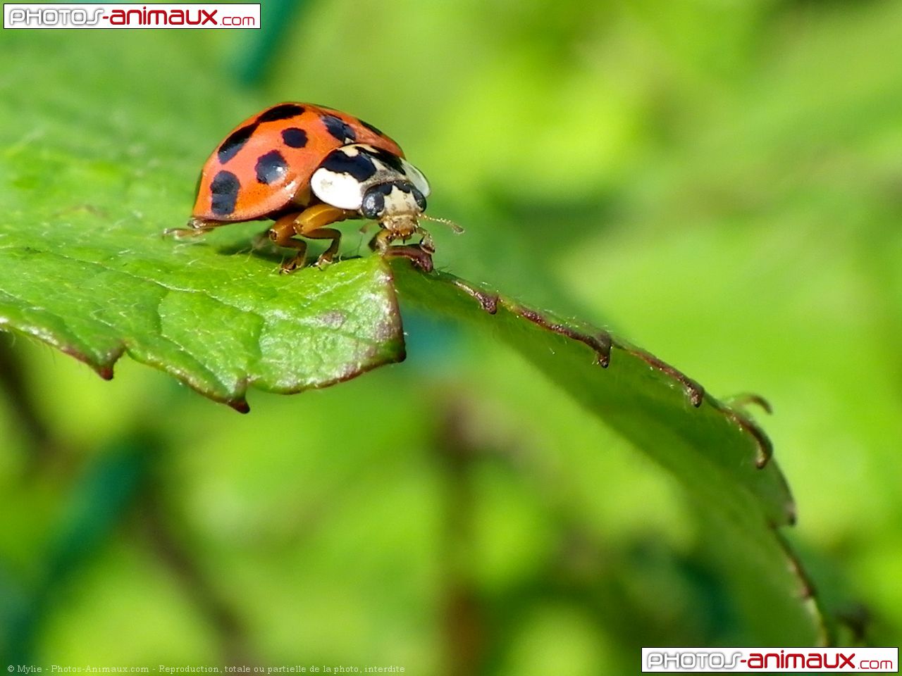 Photo De Coccinelle Cocci N° 604724 Sur Photos 2559