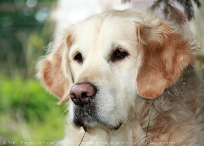 Photo de Golden retriever