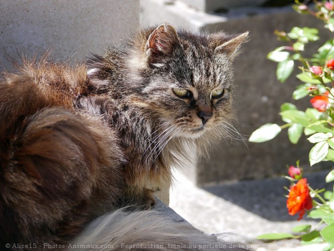 Photo de Chat domestique