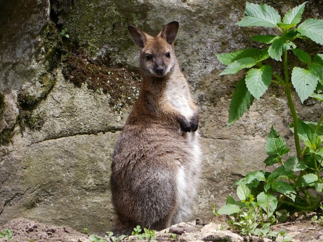 Photo de Wallaby