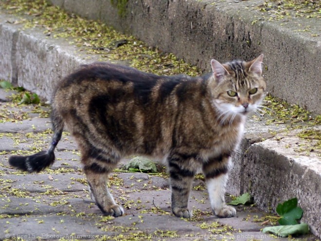 Photo de Chat domestique