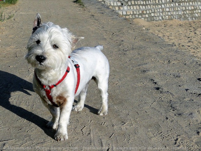 Photo de West highland white terrier