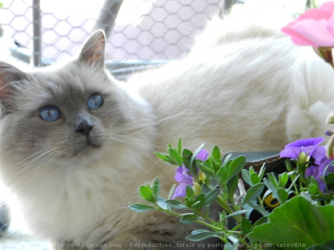 Photo de Ragdoll