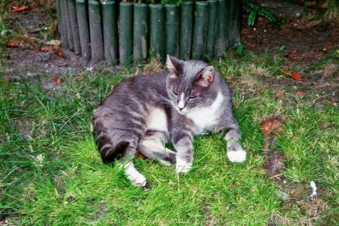 Photo de Chat domestique