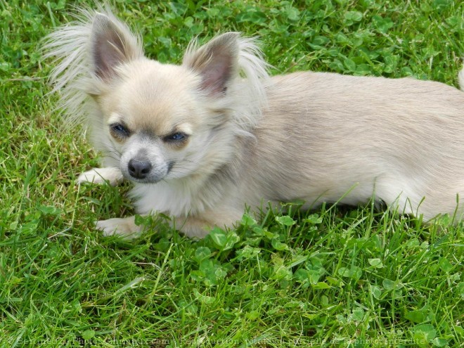 Photo de Chihuahua  poil long