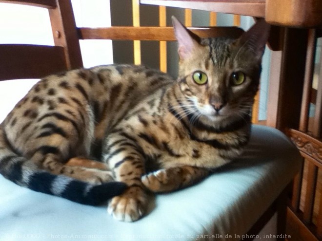 Photo de Bengal