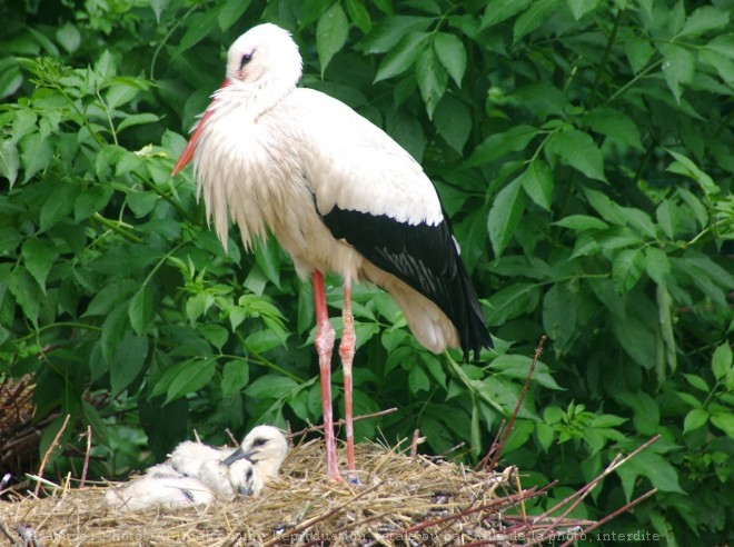 Photo de Cigogne