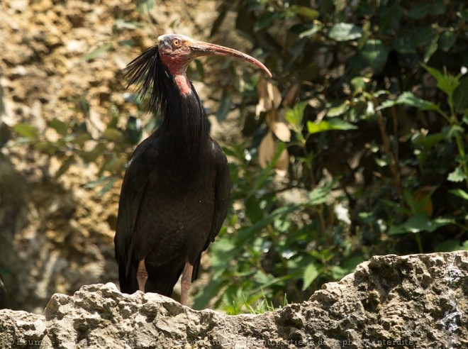 Photo d'Ibis chauve