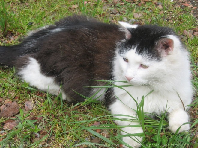 Photo de Chat domestique