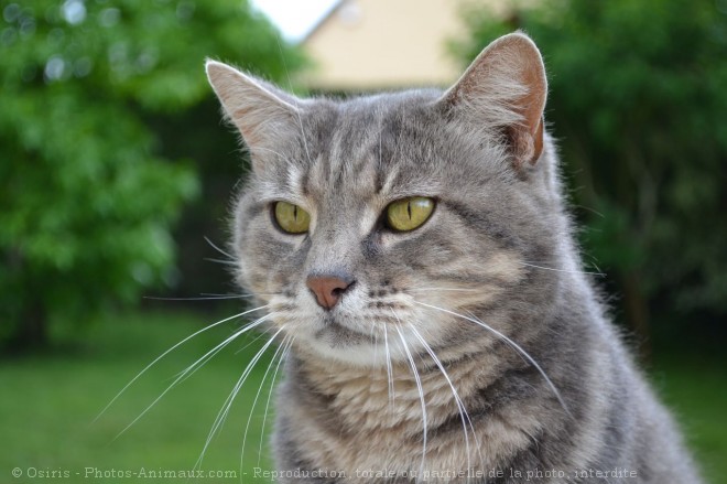 Photo de Chat domestique