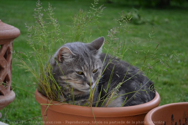 Photo de Chat domestique