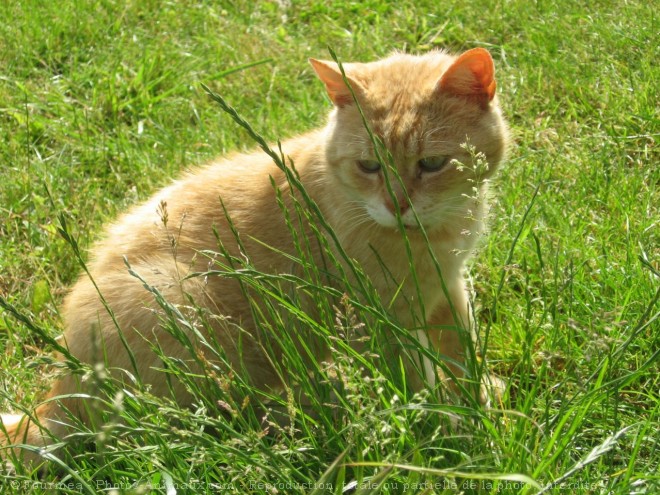 Photo de Chat domestique