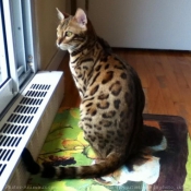 Photo de Bengal