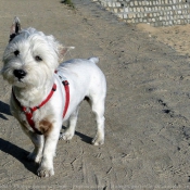 Photo de West highland white terrier