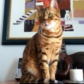 Photo de Bengal