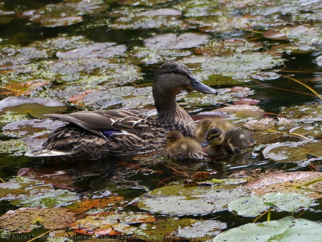 Photo de Canard colvert