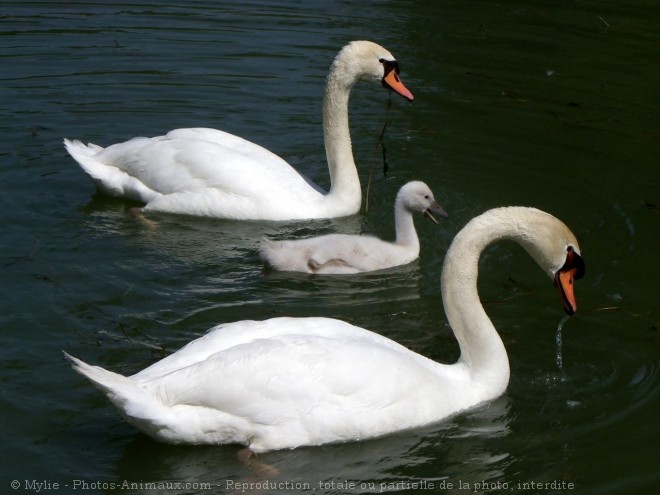 Photo de Cygne