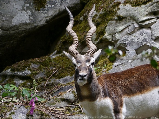 Photo d'Antilope