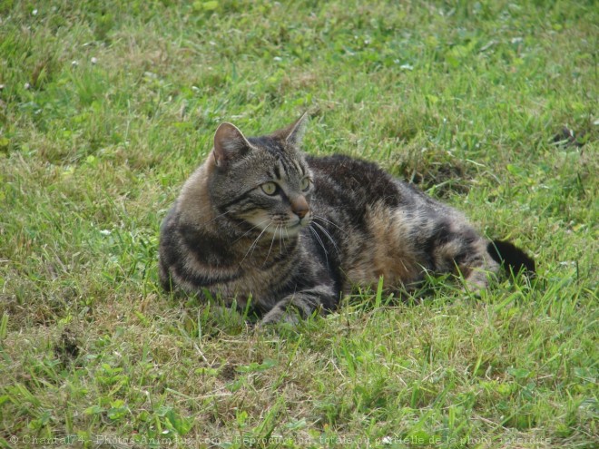 Photo de Chat domestique