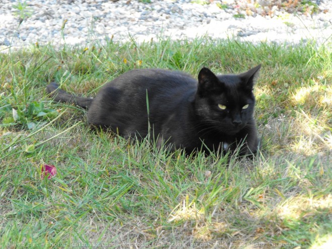 Photo de Chat domestique