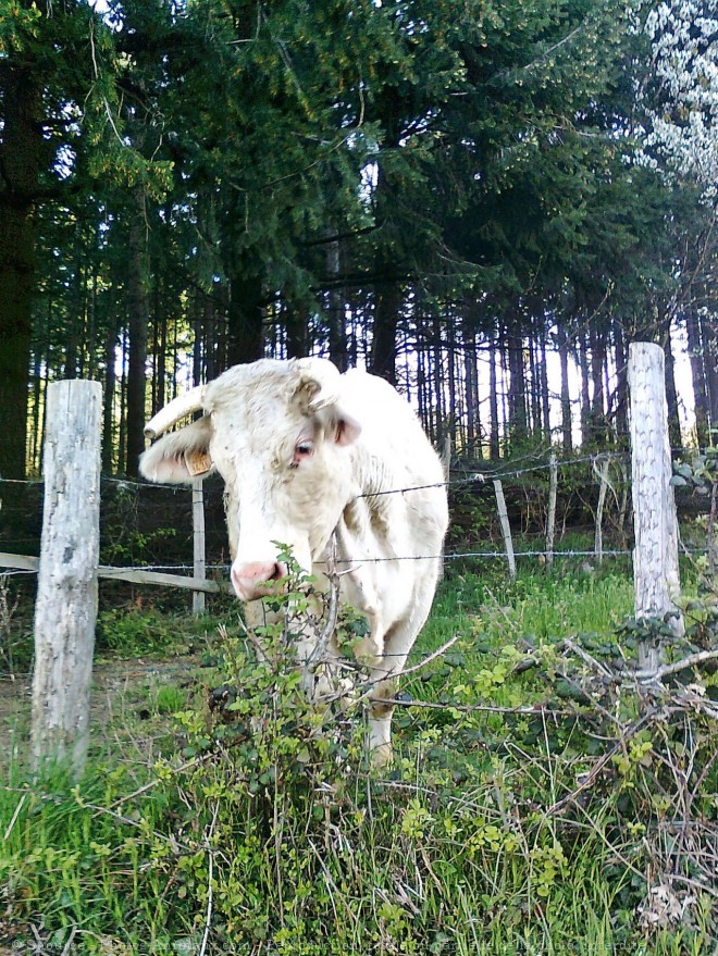 Photo de Vache