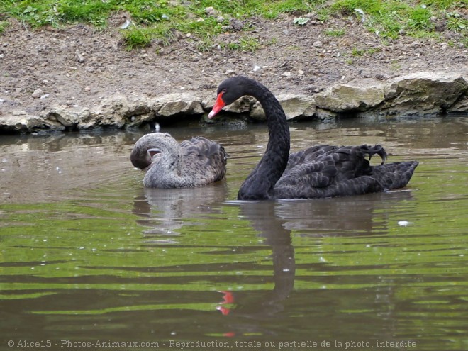 Photo de Cygne