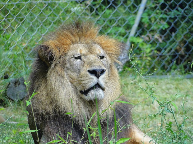 Photo de Lion