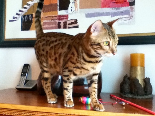 Photo de Bengal