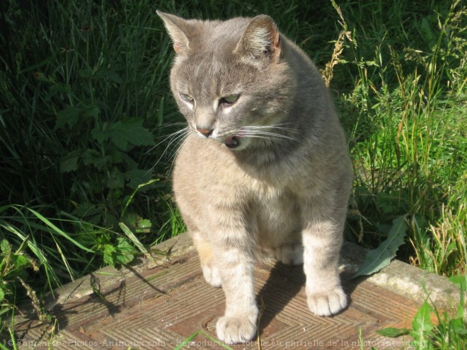 Photo de Chat domestique