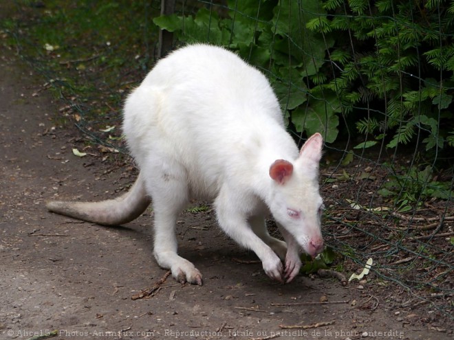 Photo de Wallaby