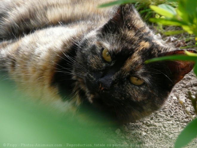 Photo de Chat domestique