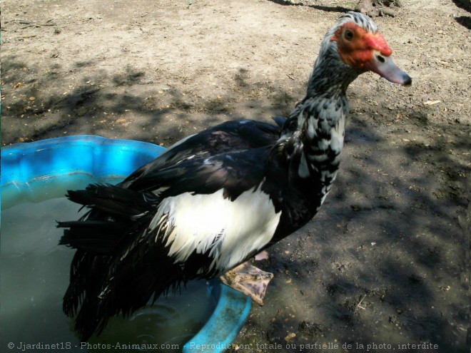 Photo de Canard de barbarie